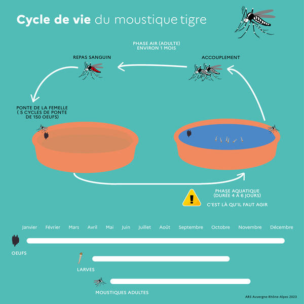 moustique-tigre_reference
