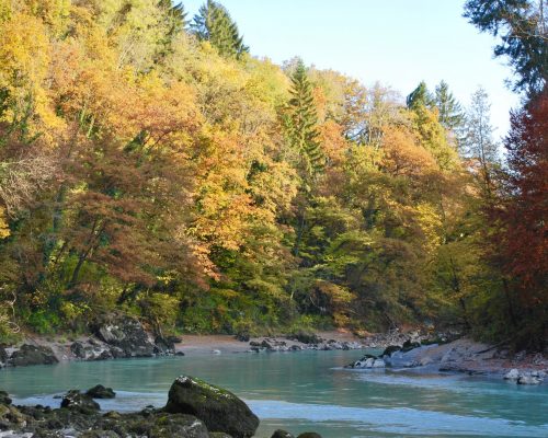 arve